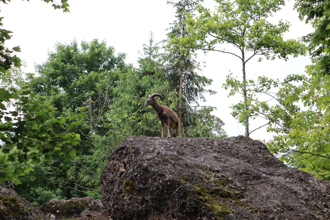 Bild 43